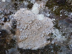 Ostropomycetidae