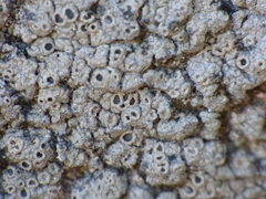 Ostropomycetidae