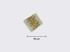 Fragilaria