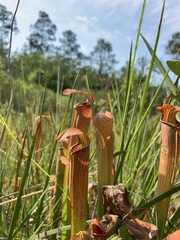 Sarracenia rubra