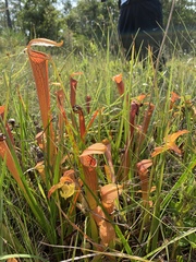 Sarracenia rubra