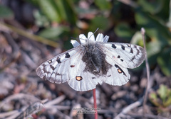 Parnassius phoebus