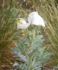 Argemone polyanthemos