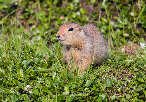 Arctic Ground Squirrel
