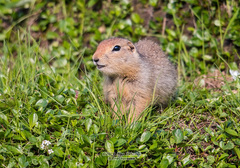 Arctic Ground Squirrel photo 5