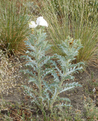 Argemone polyanthemos