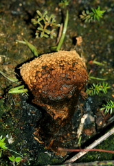 Pisolithus microcarpus