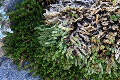 Selaginella watsonii