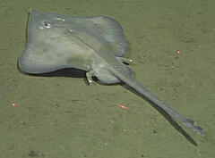 Deepsea Skate photo 2