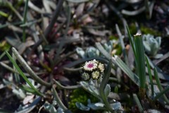 Antennaria pulchella