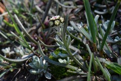 Antennaria pulchella