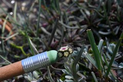 Antennaria pulchella