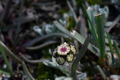 Antennaria pulchella