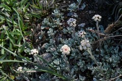 Antennaria pulchella
