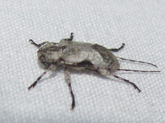 Leptostylus cretatellus