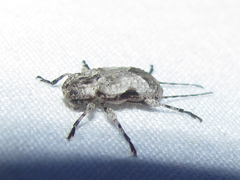 Leptostylus cretatellus