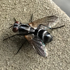 Vanderwulpia sequens