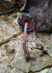 Melanophyllum haematospermum