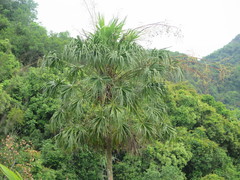 Livistona halongensis