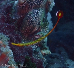 Dunckerocampus pessuliferus