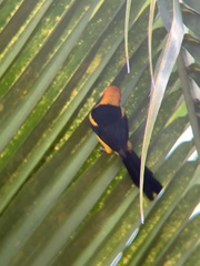 Icterus auricapillus