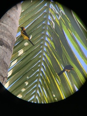 Icterus auricapillus