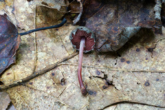 Melanophyllum haematospermum