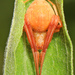 Difoliate Orbweaver - Photo (c) Judy Gallagher, some rights reserved (CC BY), uploaded by Judy Gallagher