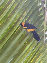 Icterus auricapillus