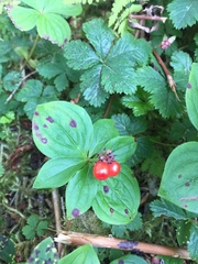 Cornus unalaschkensis