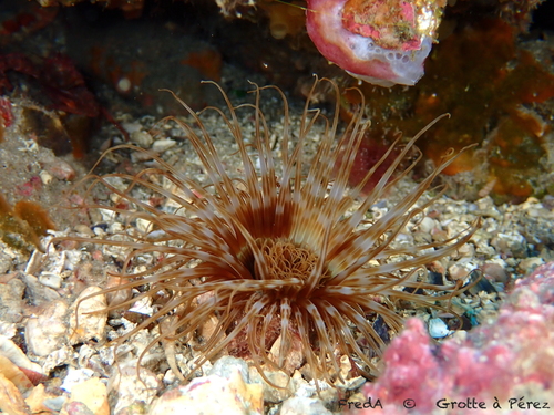 Cerianthus membranaceus (Gmelin, 1791)