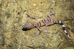Goniurosaurus catbaensis