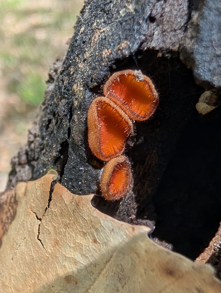 Scutellinia sp. 'IN12'