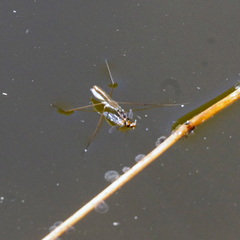 Limnoporus notabilis