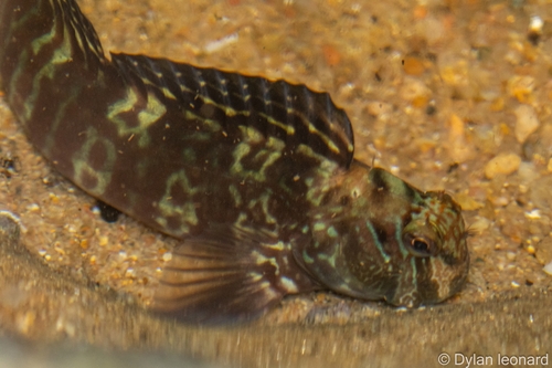 ニセカエルウオ