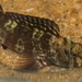 ニセカエルウオ