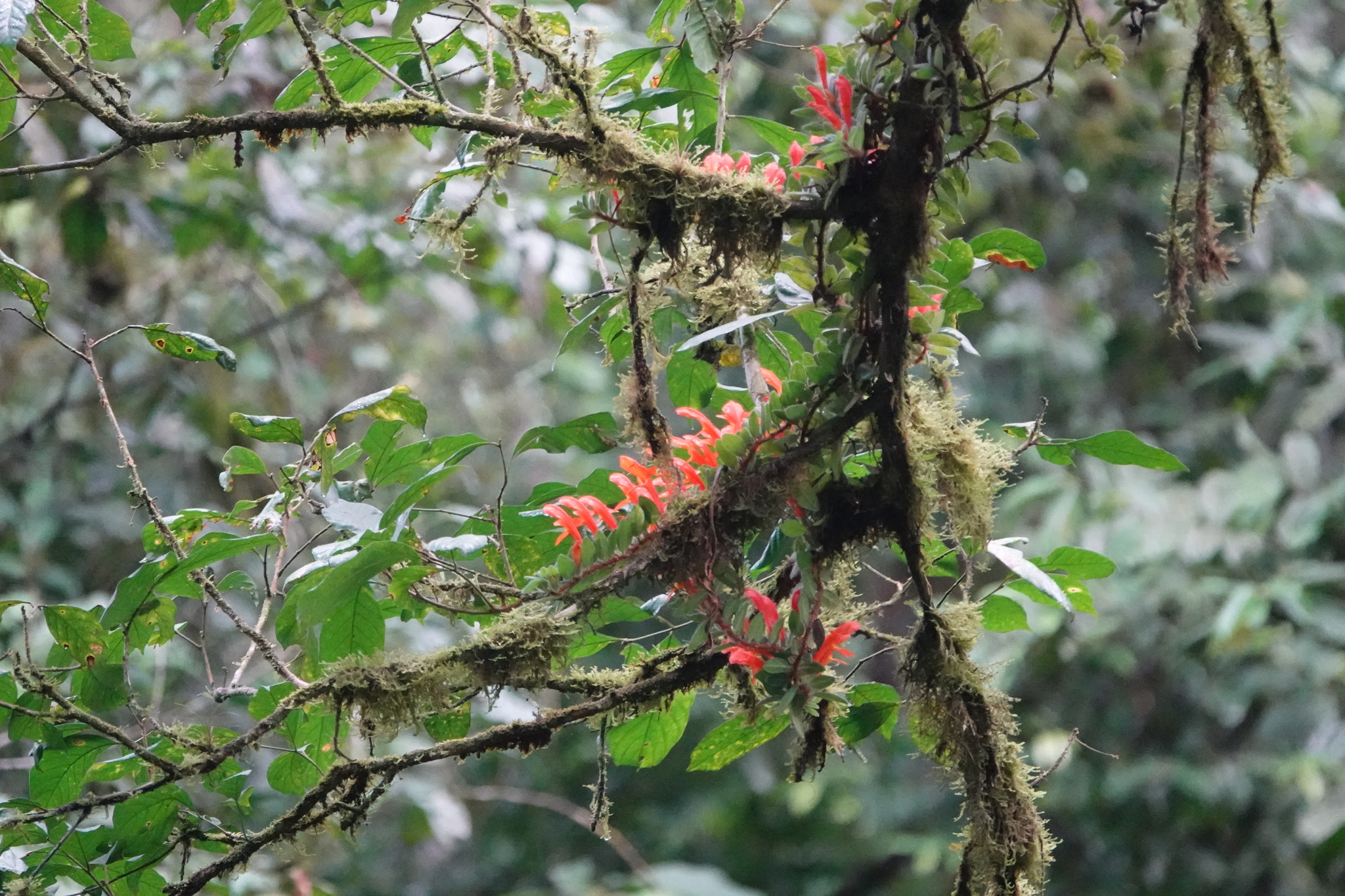 Imagem de Planta Batom