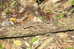 Goniurosaurus catbaensis