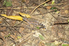 Goniurosaurus catbaensis