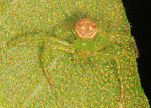 Synema viridans