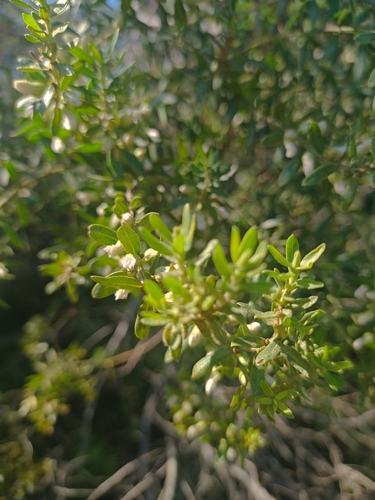 Image of Baccharis dracunculifolia by no rights reserved