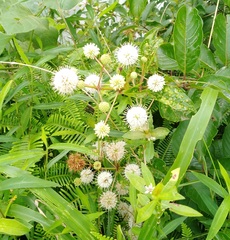 Cephalanthus tetrandra