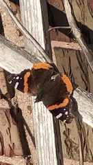 Vanessa atalanta