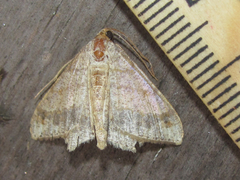 Psamatodes trientata