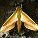 Yam Hawkmoth - Photo (c) Vishal Bhave, some rights reserved (CC BY-NC-SA)
