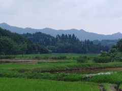 Cephalanthus tetrandra