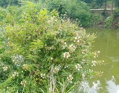 Cephalanthus tetrandra