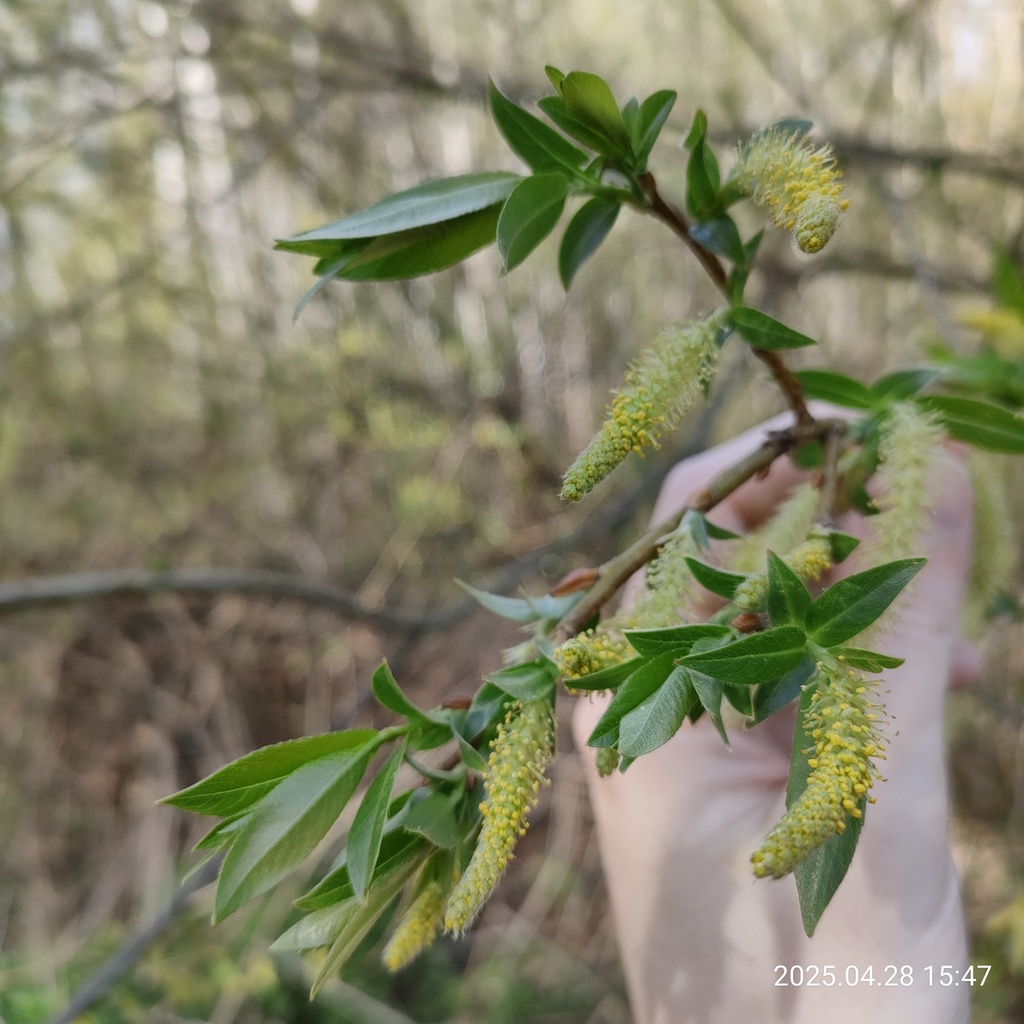 Almond willow (Salix triandra)