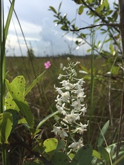 Platanthera nivea