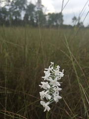 Platanthera nivea